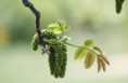 WALNUT (Noce)